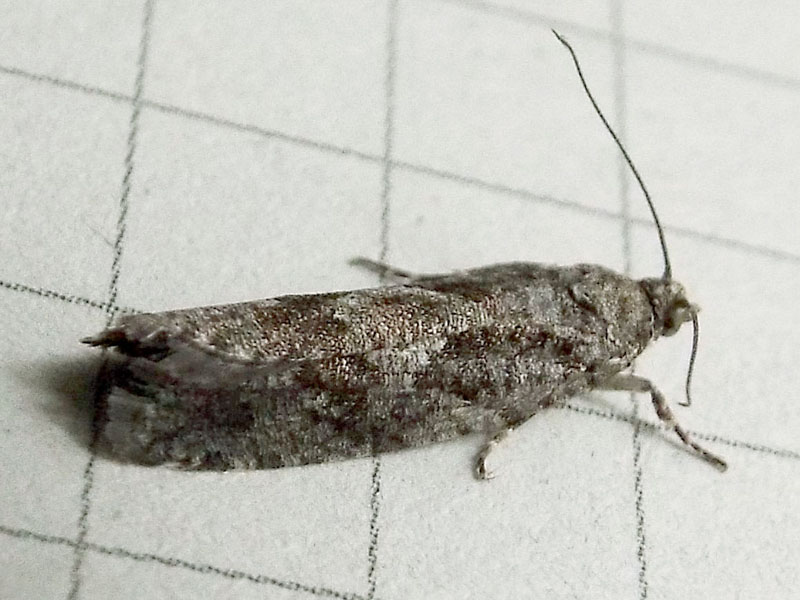 Falena da identificare: Tortricidae: Zeiraphera sp.
